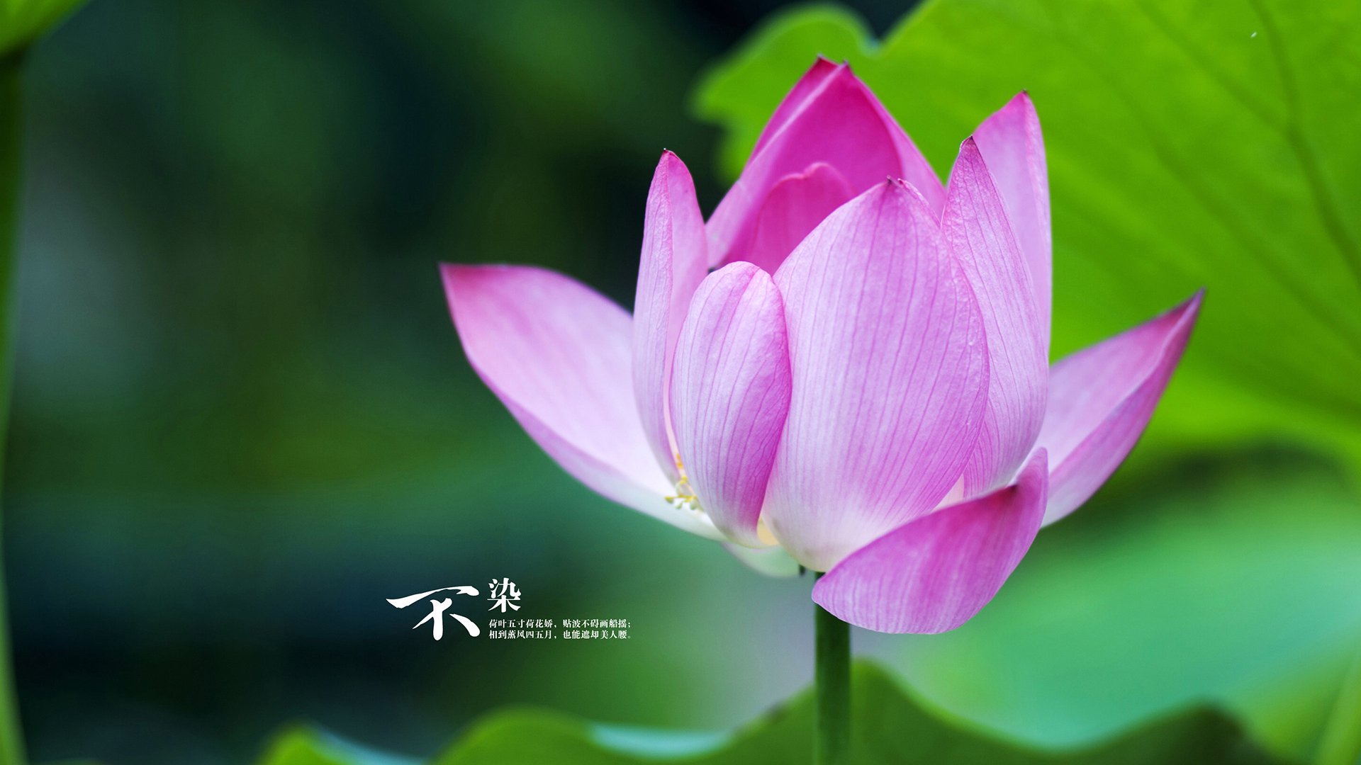 开云体育中国-苏格兰草根军团的逆袭美学，当纪律碾碎天赋，加克波在显微镜下爆发